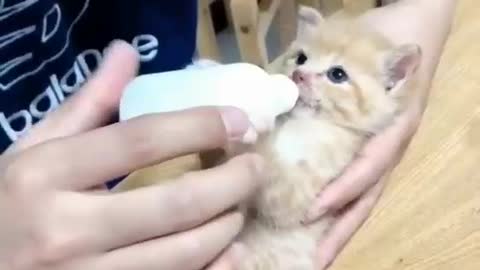 Do you think this is a cute cat