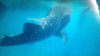 Whale sharks. Oslob, Cebu, Phillipines