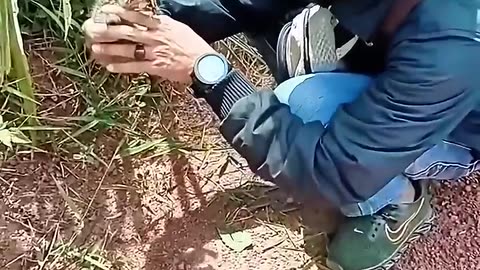 This family rescued a little cat on the road and then adopted it 🥺🙏