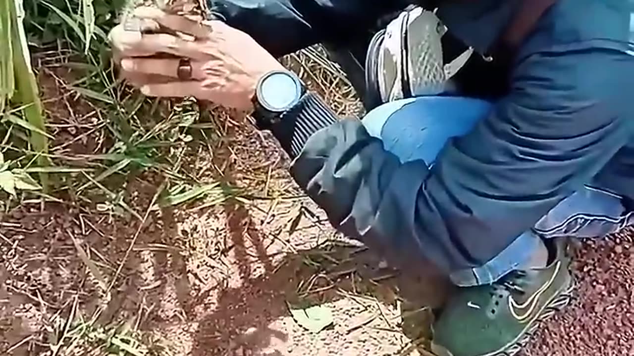 This family rescued a little cat on the road and then adopted it π₯Ίπ