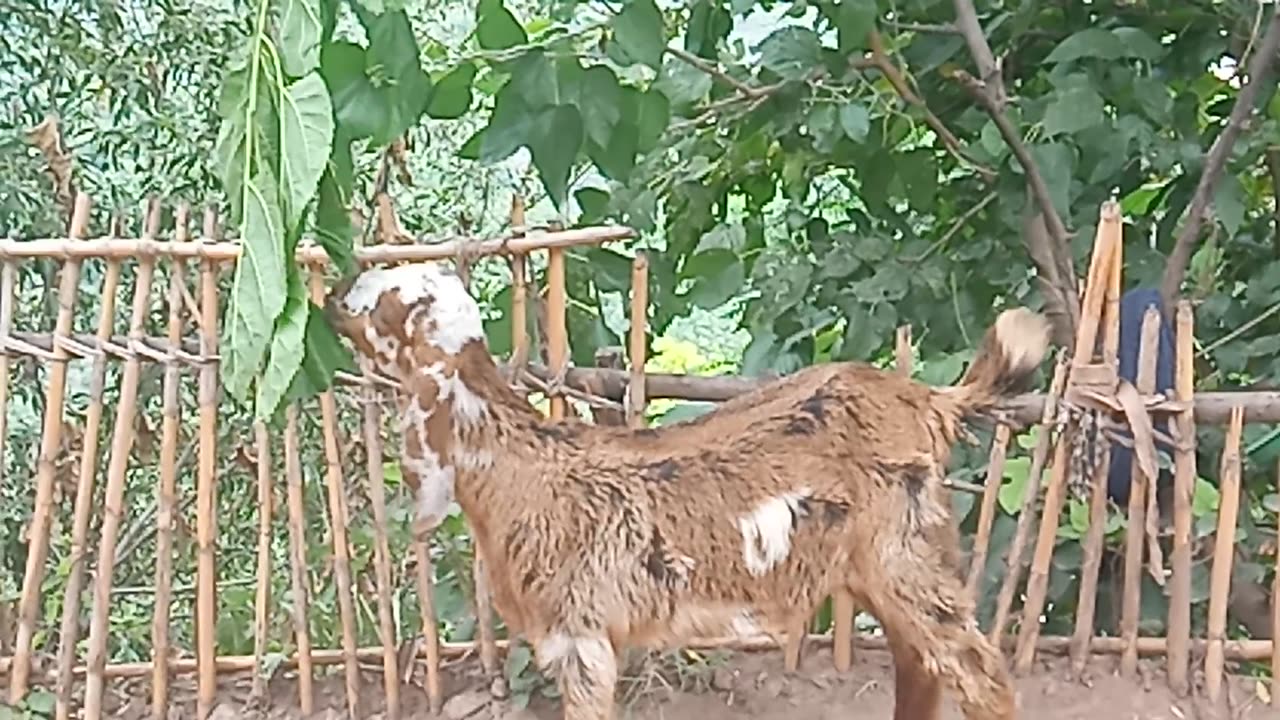 Loving hi goat baby