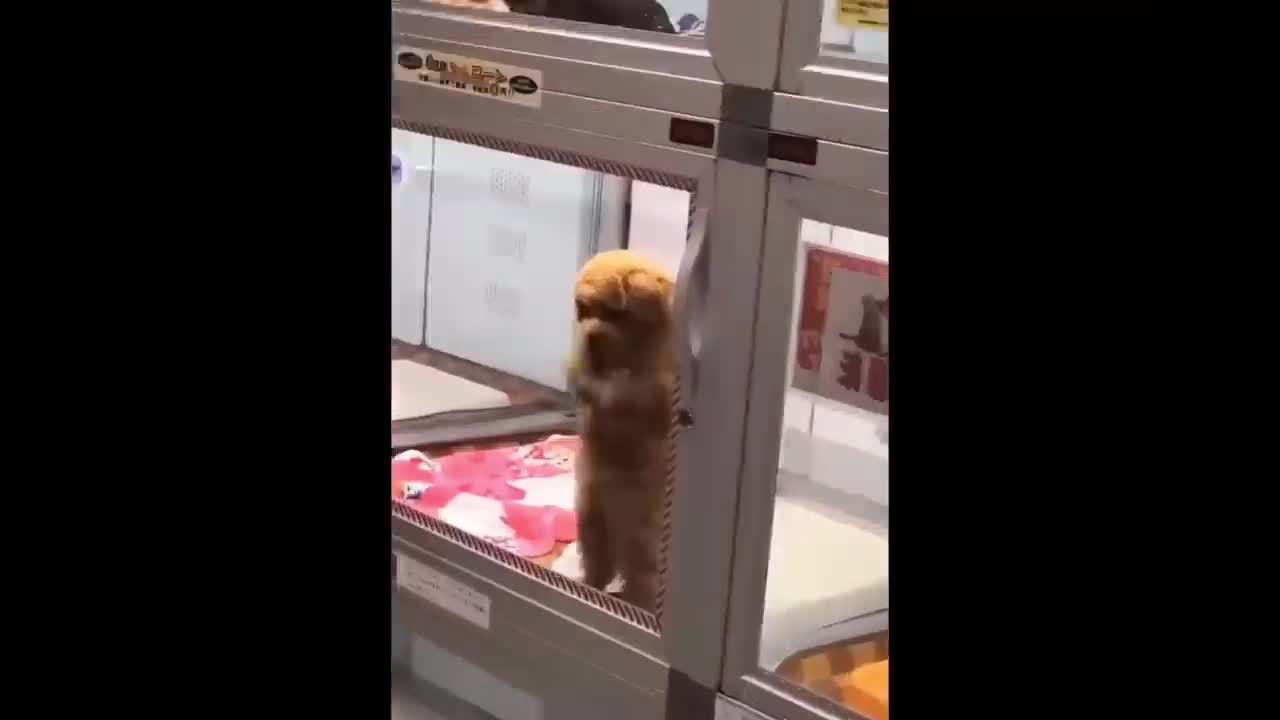 The Dog in the Window
