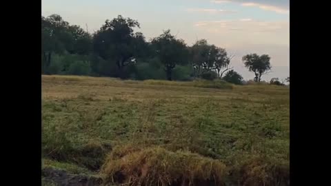 Lechwe Taken Down by Wild Dogs 👀😮