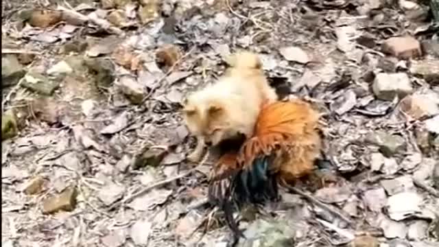 Chicken VS Dog Fight - Funny Dog Videos