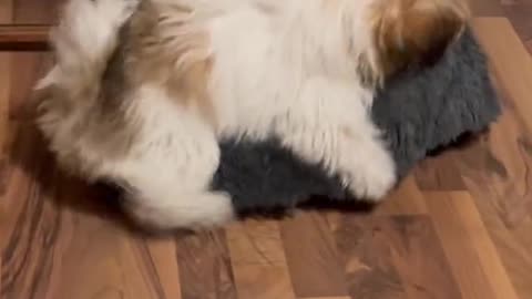 Playful puppy