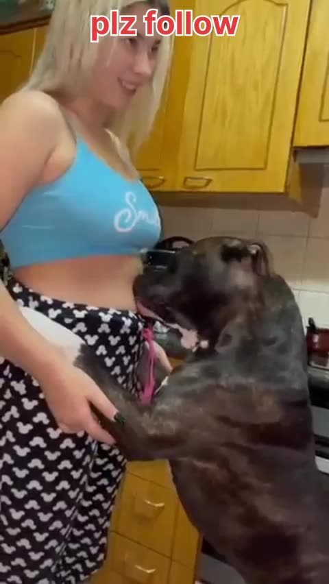 Pitbull dog licking her pregnant belly 😄😃😃😄😆😁