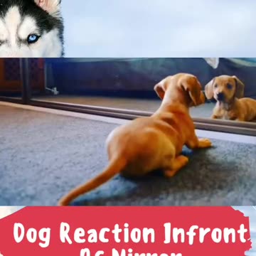 Dig reaction on front mirror 😅