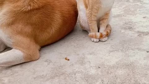 Street Dog 🐕 cat 🐈 friendship