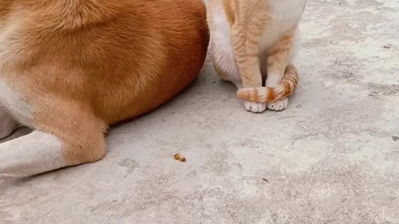 Street Dog 🐕 cat 🐈 friendship