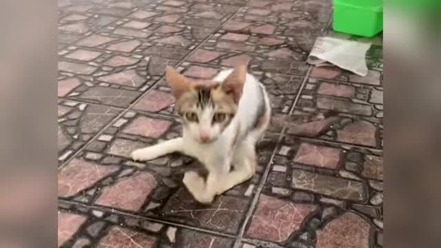 Poor CAT in the his hands broken 😥