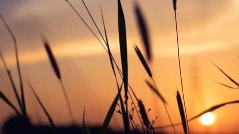 Kesariya song slowed reverb watsapp status