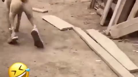 Funny Animal Videos Of The Day 😂😂 #fyp #memes #memedaily #dankmemes