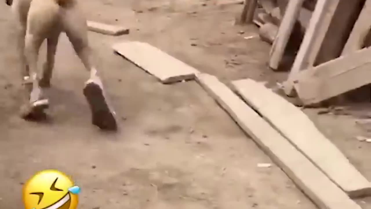 Funny Animal Videos Of The Day 😂😂 #fyp #memes #memedaily #dankmemes