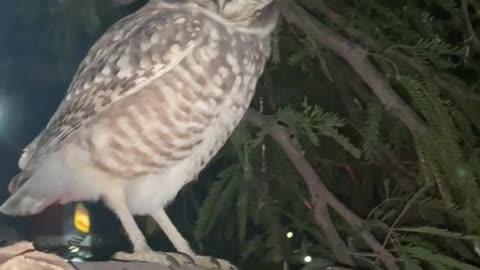 Burrowing owl in East Las Vegas