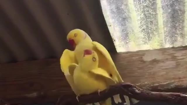 Two parrots.