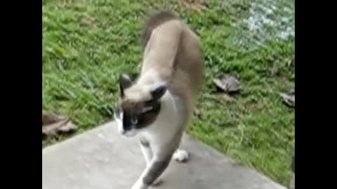 2022 Angry Cats VS Dogs Funny Compilation
