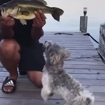 FUNNY FISHING FAILS #shorts #19 #fishing #fishingfails #funny #failcompilation #memes #funnyclips