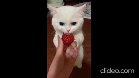 funny kitten eating viral video