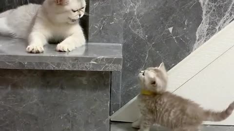 What they are talking about.cute and funny cat video.