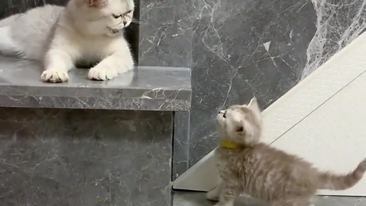 What they are talking about.cute and funny cat video.