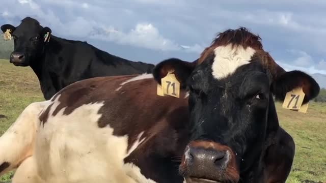 The world's most beautiful comfortable cow chews its rear in a sunny field