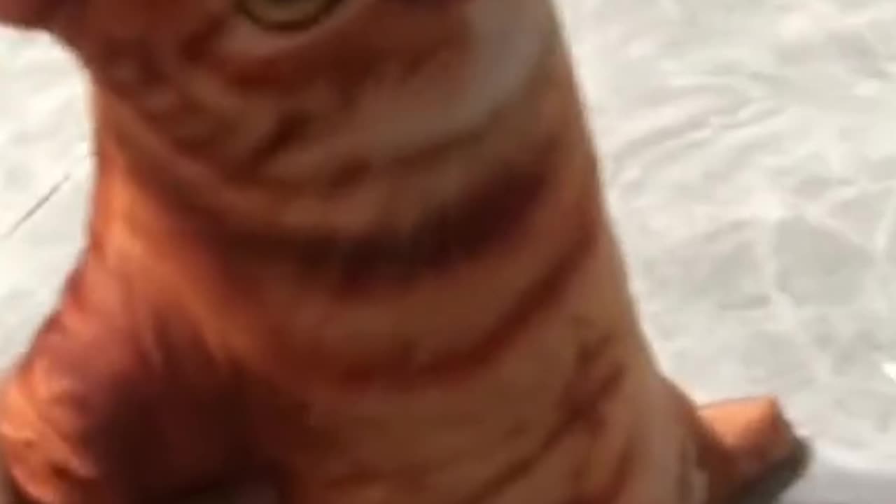 Funny cats accident on her owner