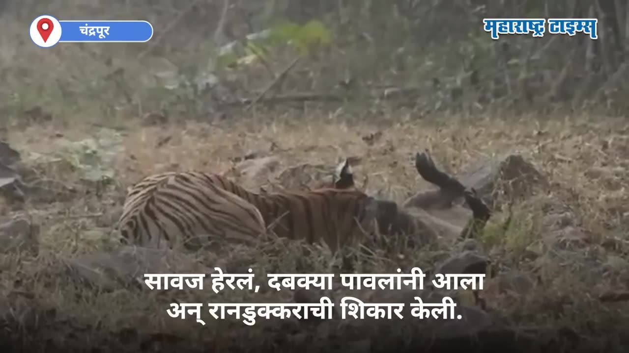 Tiger 🐅 hunting @tadoba (Maharashtra)