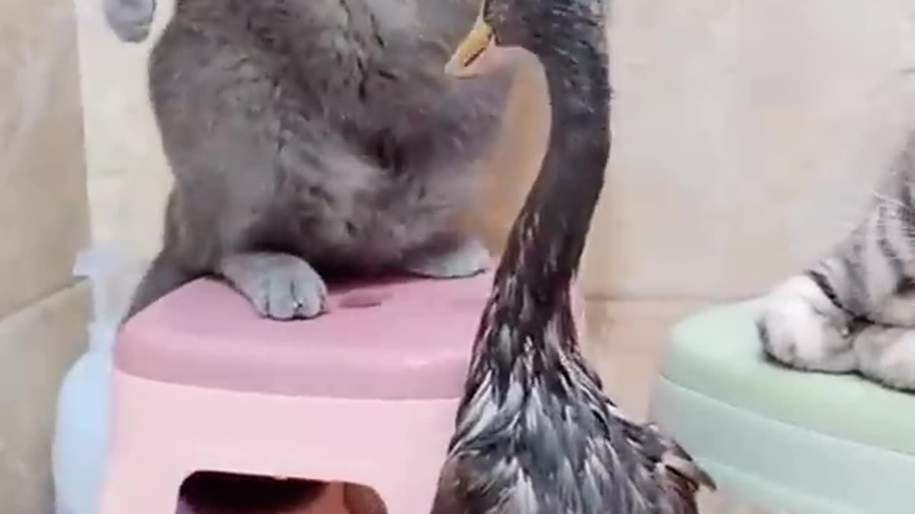 Funny video of duck 🦆 and cat 🐈 very cute cat 😺 please follow me 🙏🏻 #viral #trending