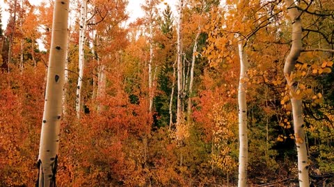 Trees in autumn season