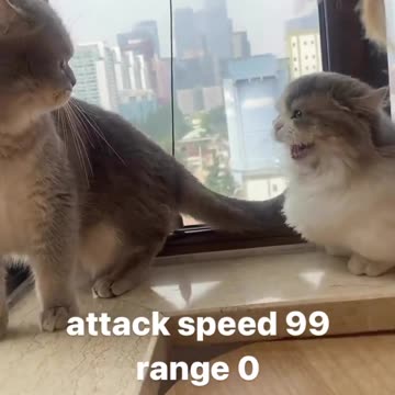 Funny Cat 😹 Attack his Mom 😅 Joy Funny Factory