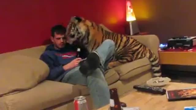 Tiger in your living room lol