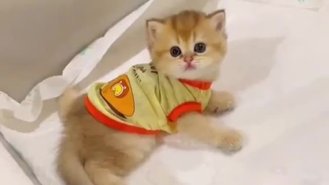 cute animal🥰😻😻