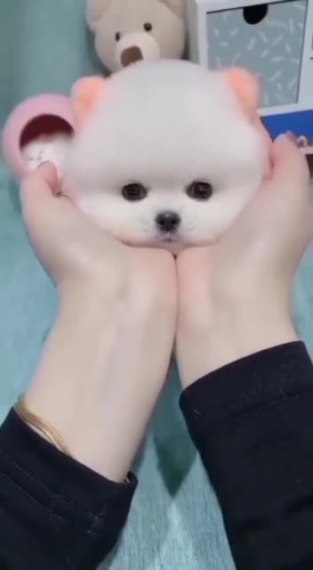 Cute Puppy DOG ❤️