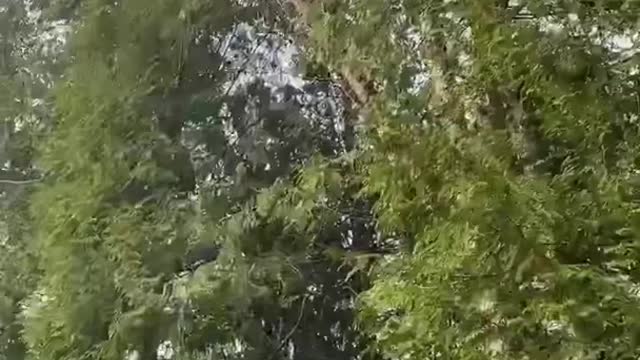 Tree climber special over transmission lines