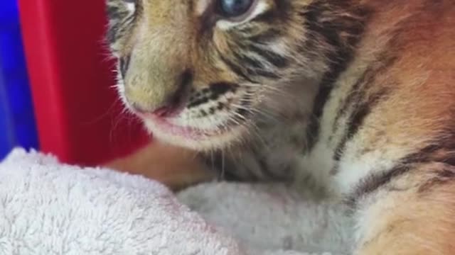 Little tiger