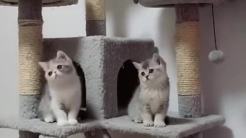 Beautiful cats