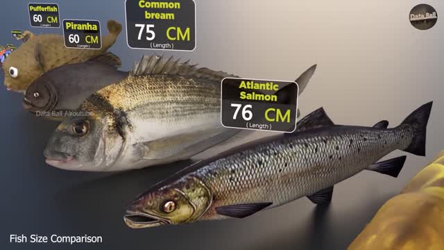 Fish Size Comparison | Smallest Fish | World Largest Fish | water animal | mammal size