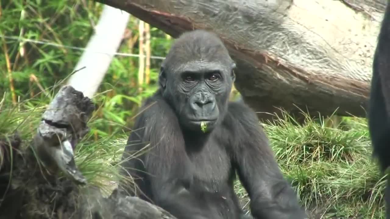 Gorillas at the Zoo (in HD)