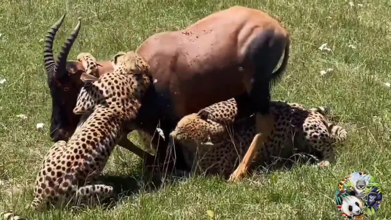 Scary moments wild animals attack