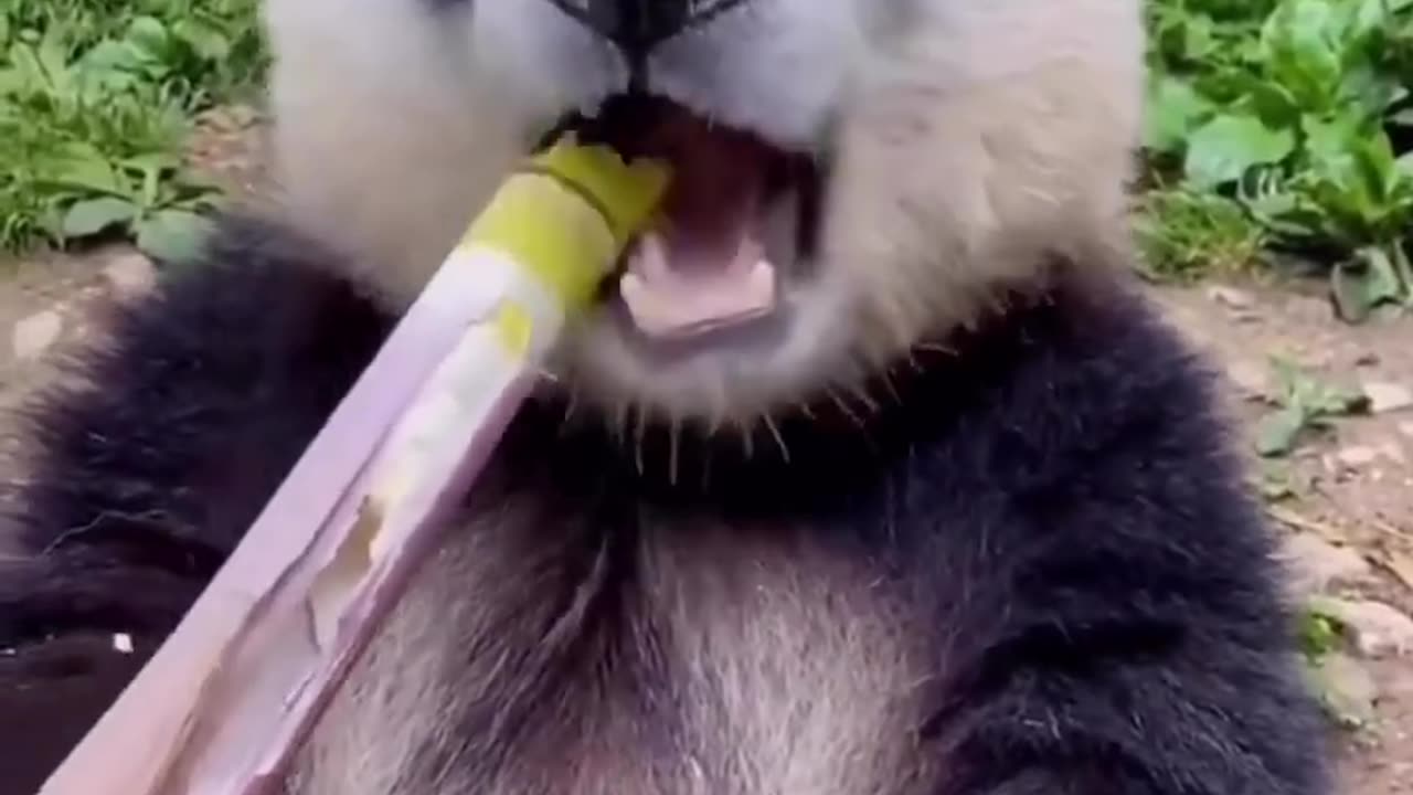 Panda funny video