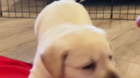 Cute Puppy Video - Cute Puppy - Cutest Animal Of Earth 😘