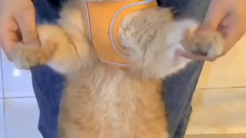 Cute cat dance ❤️