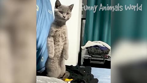 Funniest Cats And Dogs Videos 😁 - Best Funny Animal Videos 2023 😅