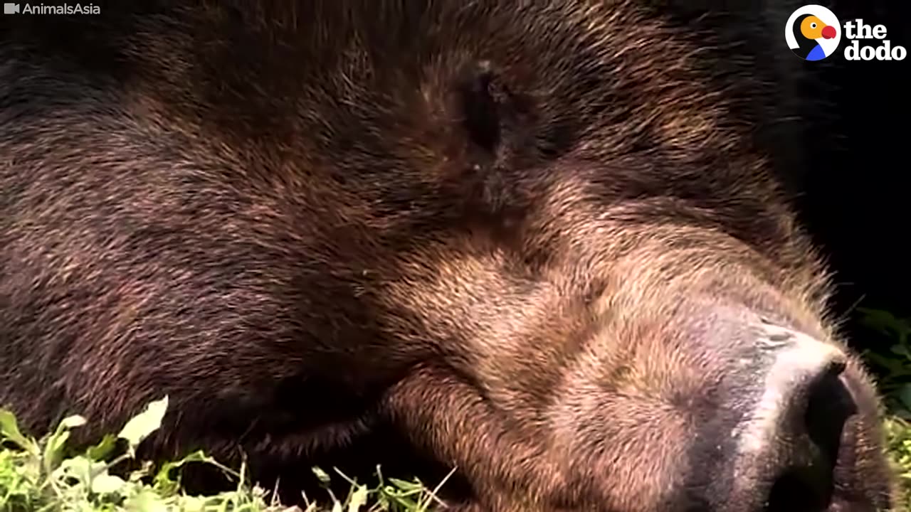 Bear Spent 30 Years In Tiny Cage | The Dodo