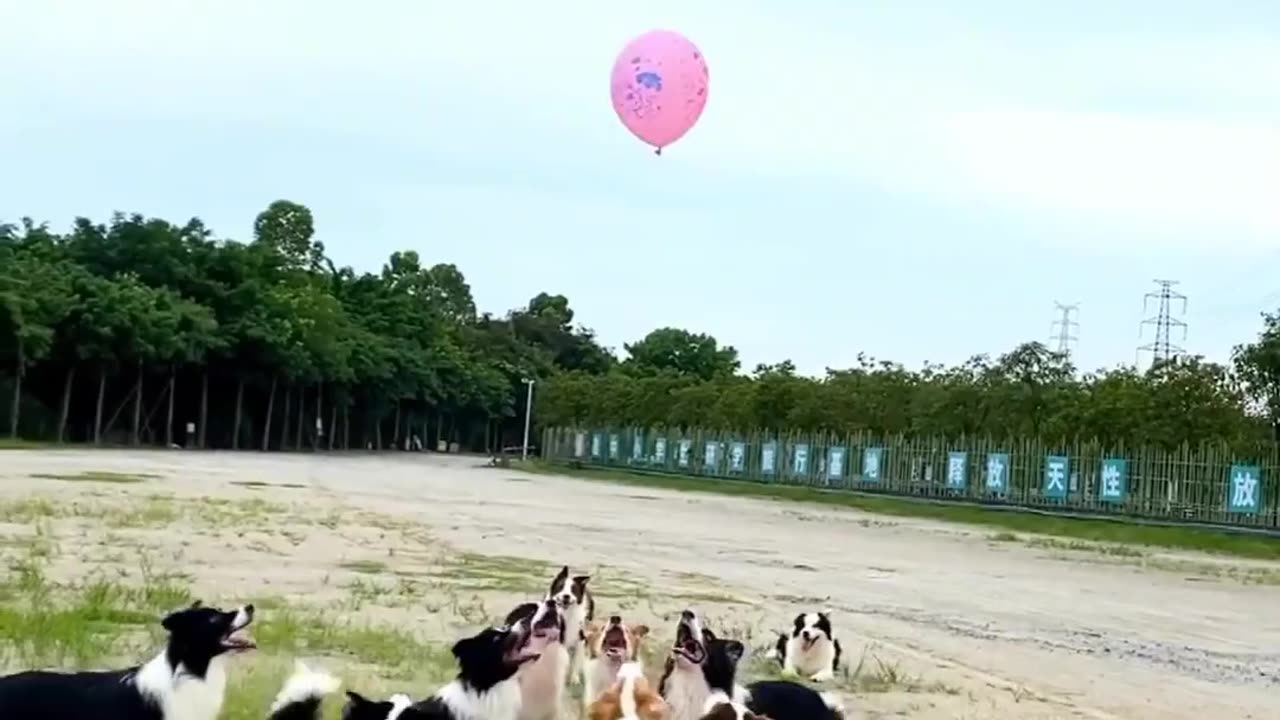 Dogs playing with baloon