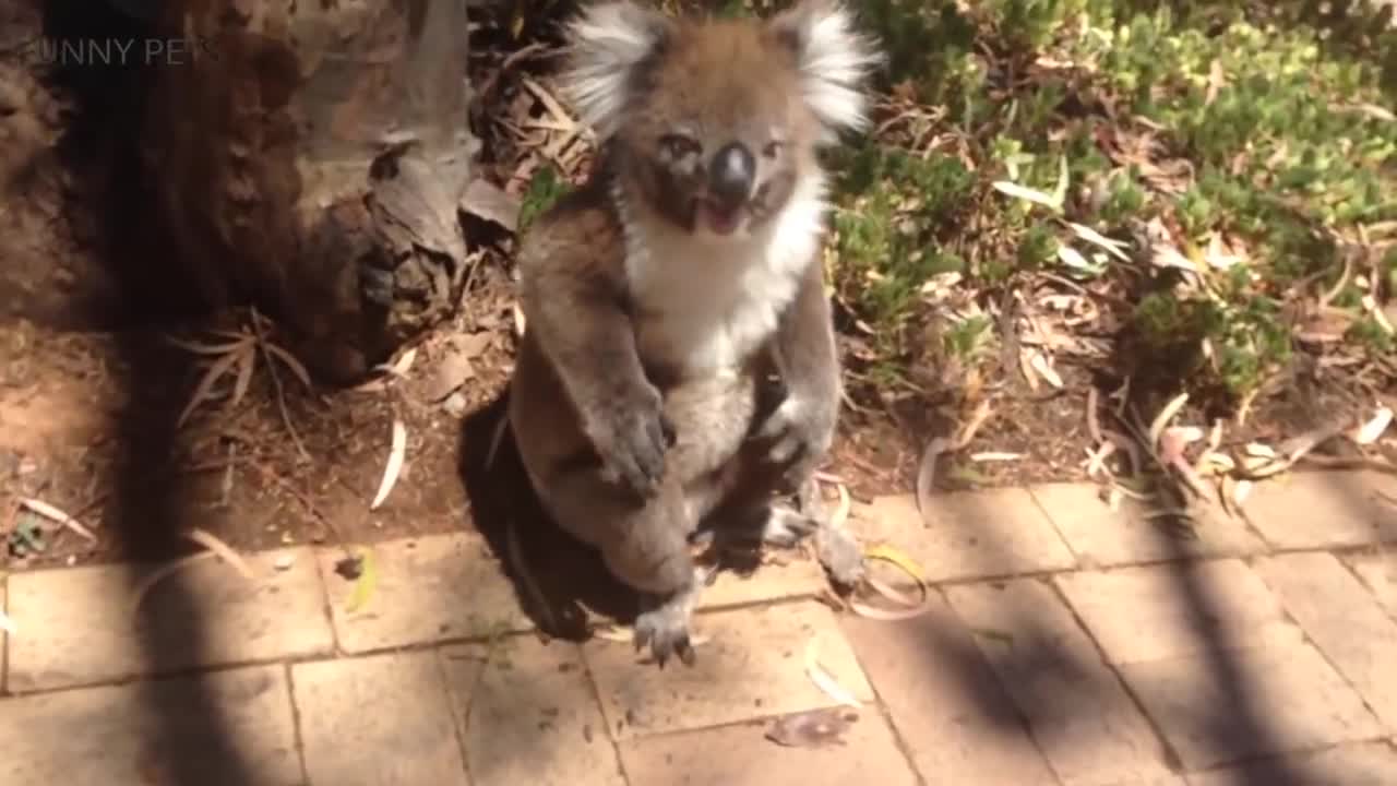 Cute Koalas Playing 🐨 Funny Koala Bears [Funny Pets]