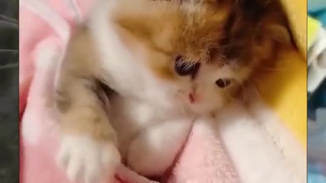 Cute cat