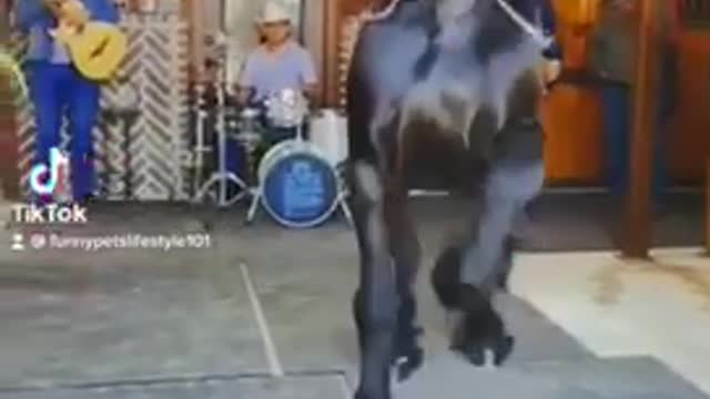 Funny Happy Animals Compilation #3 😂#Shorts
