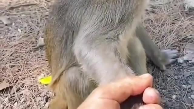 cute monkey reaction #funny #shorts #trending