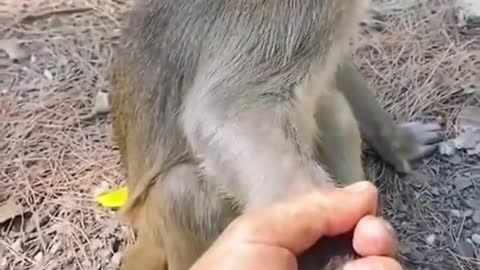 cute monkey reaction #funny #shorts #trending